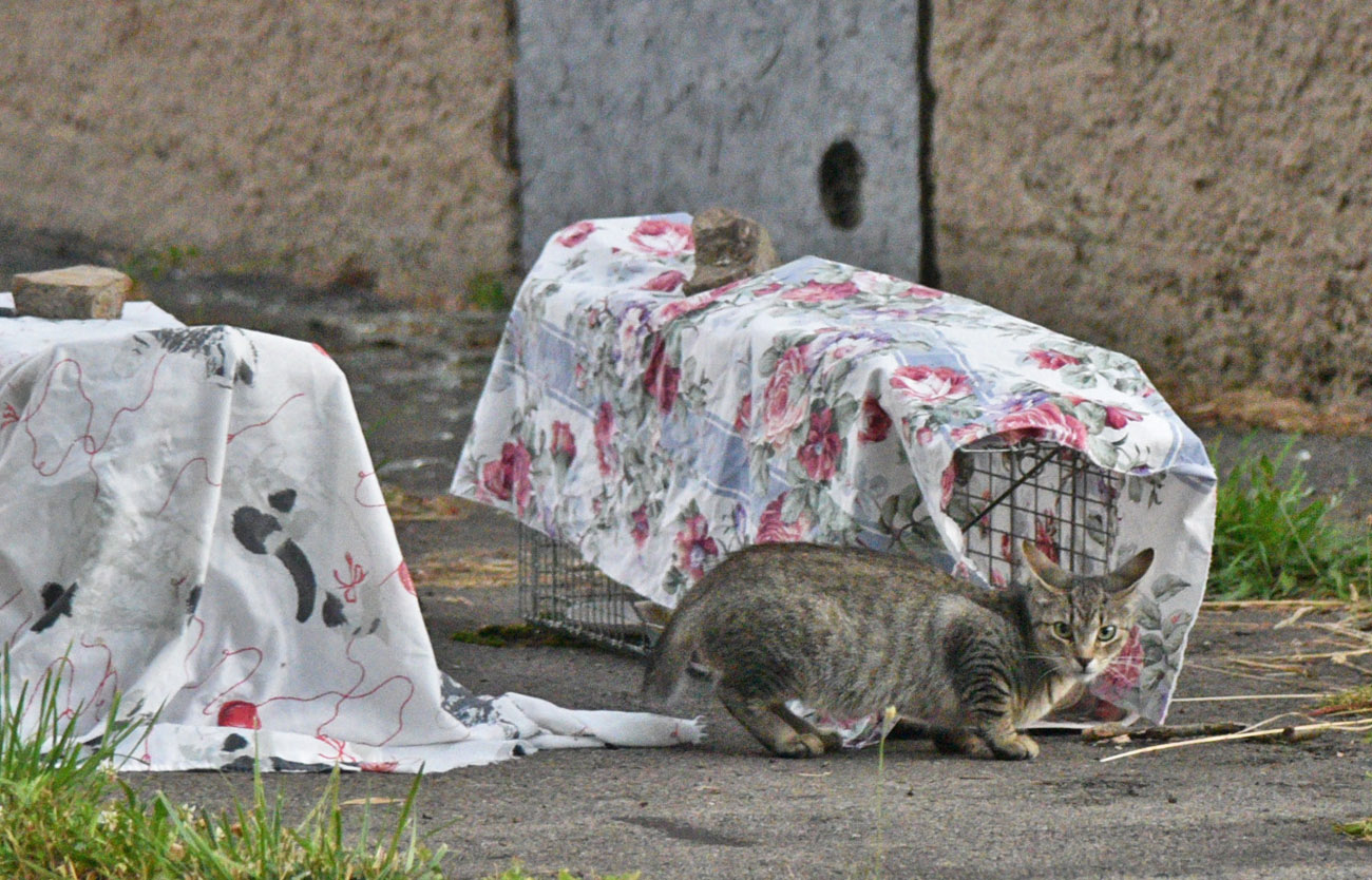 More cats than people in the Falls; what some residents are doing to ...