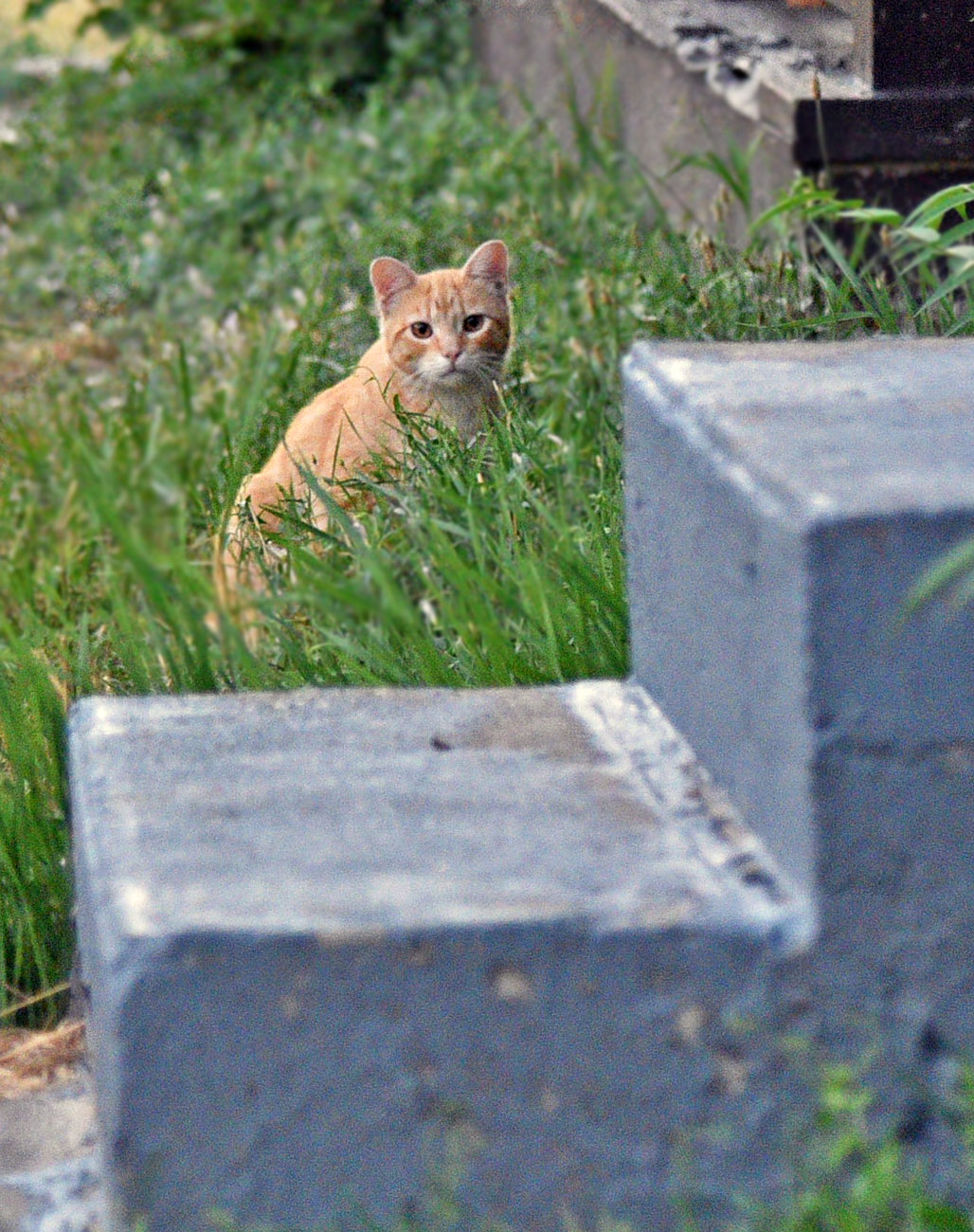 More cats than people in the Falls; what some residents are doing to ...